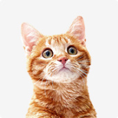 кэт-френдли